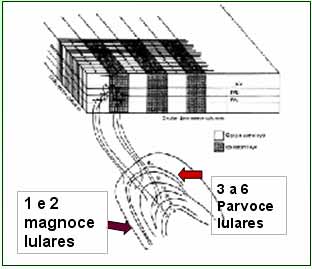 Corpo Geniculado Lateral