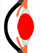 comprimento axial inicial