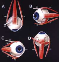 m�sculos extraoculares